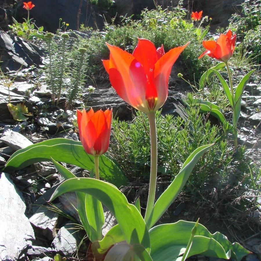 Hayat Guesthouse Nuratau Mountains Yukary-Ukhum Luaran gambar